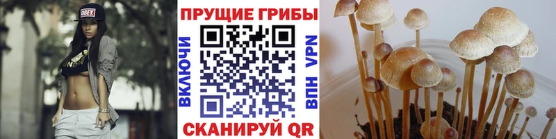 blacksprut онион  Нефтегорск  Галлюциногенные грибы GOLDEN TEACHER 